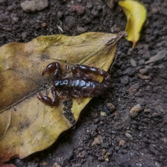 Bothriurus araguayae