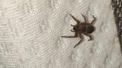 Araneae