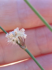 Eriogonum molestum