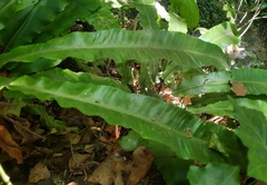 Asplenium scolopendrium