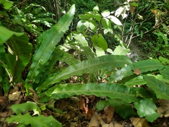Asplenium scolopendrium