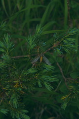 Palpares libelluloides