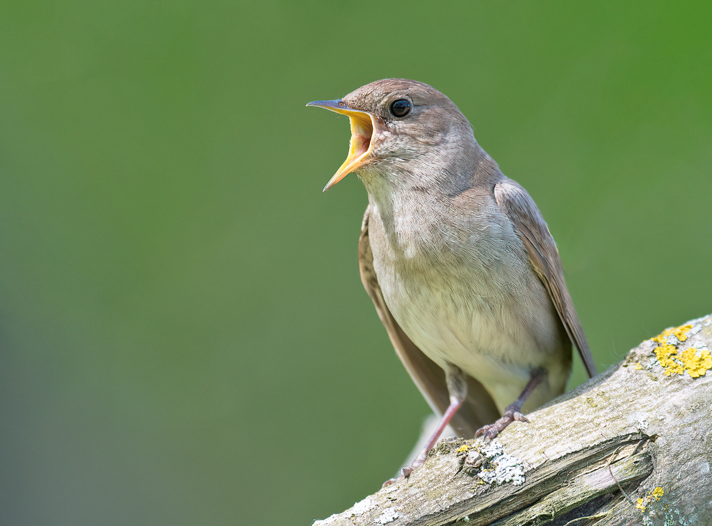 Thrush Nightingale photo