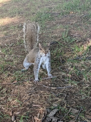 Sciurus carolinensis
