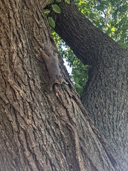 Sciurus carolinensis