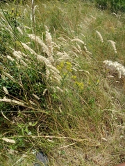 Melica transsilvanica