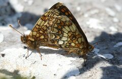 Melitaea britomartis