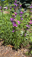 Penstemon gentianoides