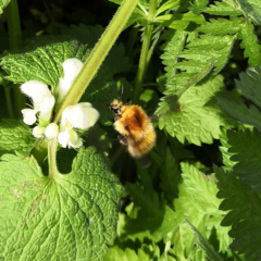 Bombus humilis