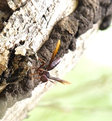 Polistes canadensis canadensis
