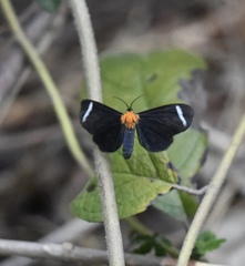 Hyalurga chthonophyle