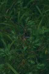 Palpares libelluloides