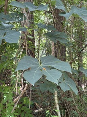 Firmiana