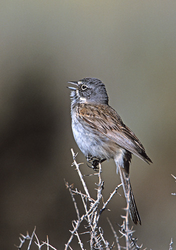 Sagebrush Sparrow