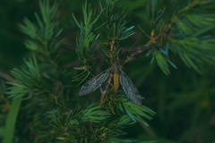 Palpares libelluloides