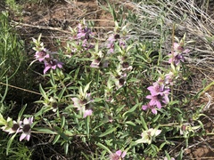 Monarda humilis