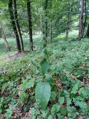 Stachys alpina