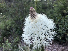 Xerophyllum