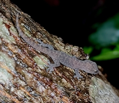 Hemidactylus parvimaculatus