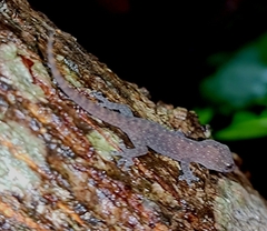 Hemidactylus parvimaculatus