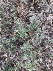 Quercus × undulata