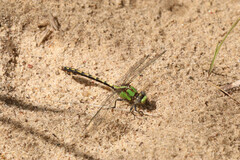 Ophiogomphus smithi