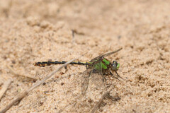 Ophiogomphus smithi