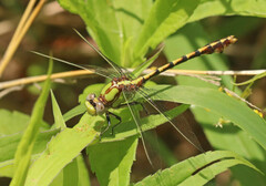 Ophiogomphus smithi