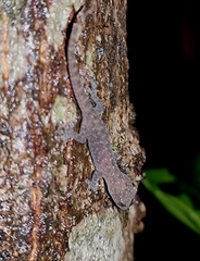 Hemidactylus parvimaculatus