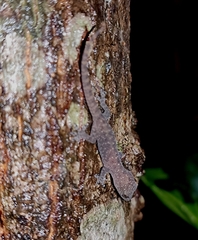 Hemidactylus parvimaculatus