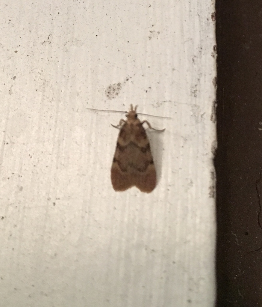 Acallis alticolalis