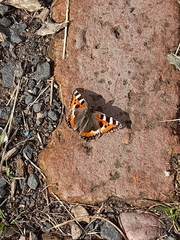 Aglais urticae