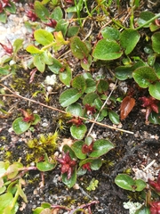 Salix herbacea