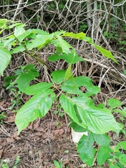 Roseodendron donnell-smithii