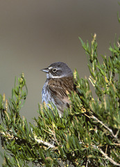 Artemisiospiza nevadensis