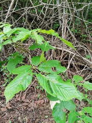 Roseodendron donnell-smithii
