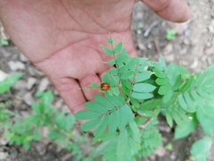 Plagiodera punctigera