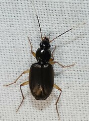 Tetraleucus picticornis
