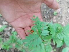 Plagiodera punctigera