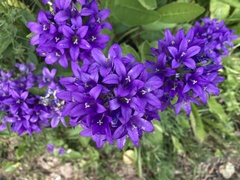 Campanula glomerata