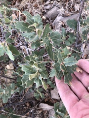 Quercus × undulata
