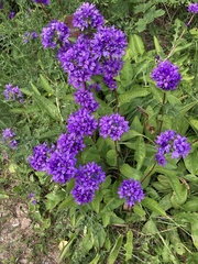 Campanula glomerata