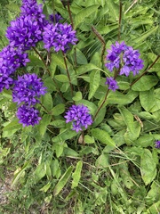 Campanula glomerata