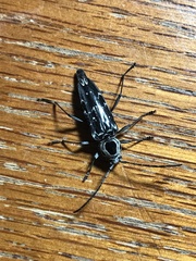 Sarosesthes fulminans