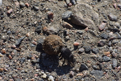 Canthon pilularius