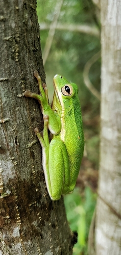 Green Treefrog photographed in Louisiana