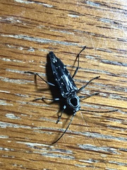 Sarosesthes fulminans