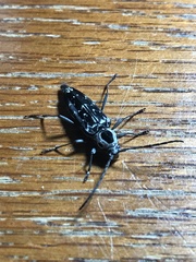 Sarosesthes fulminans