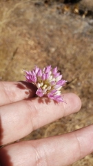 Allium sanbornii