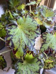 Begonia rex-cultorum